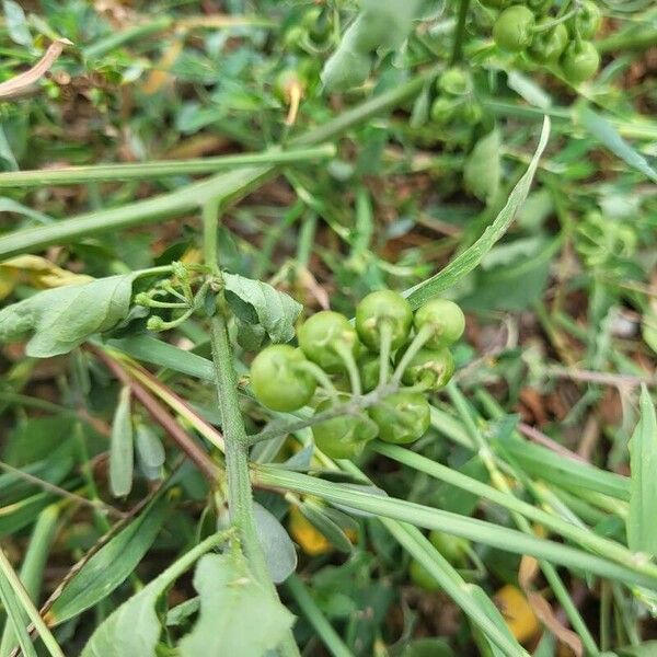 Solanum americanum Fruto