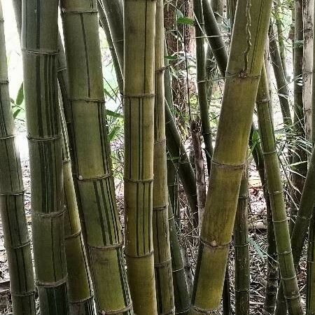 Bambusa vulgaris Кора