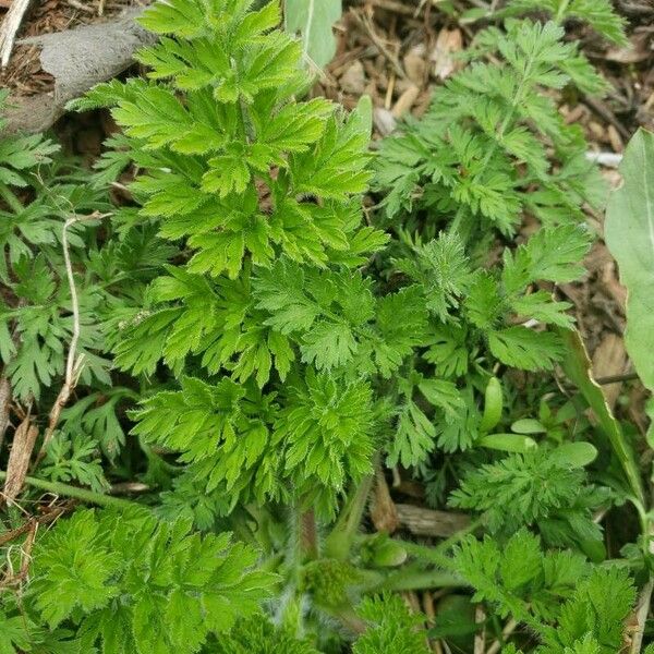 Anthriscus cerefolium Ліст