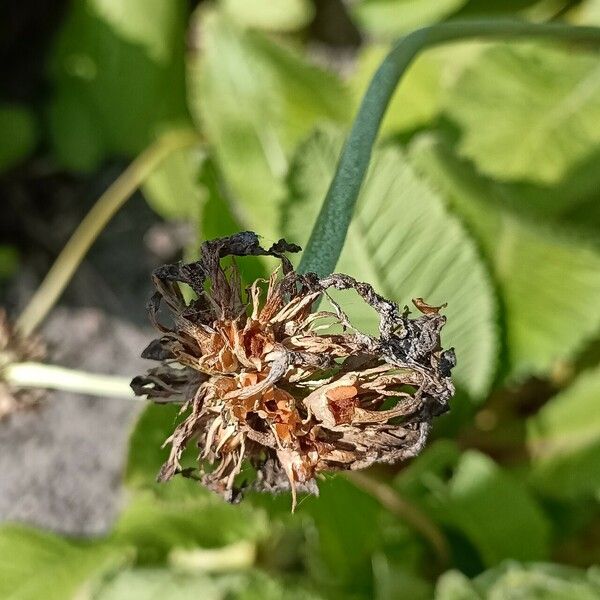 Primula denticulata Květ