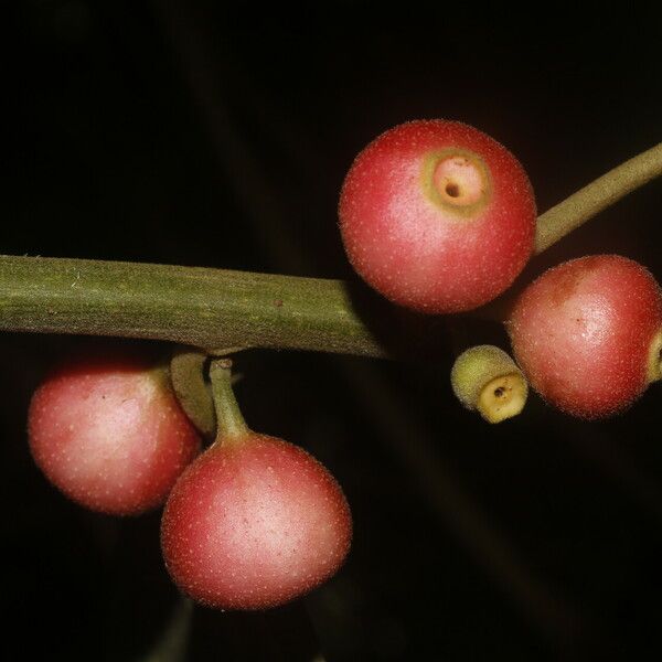 Siparuna gesnerioides Frucht