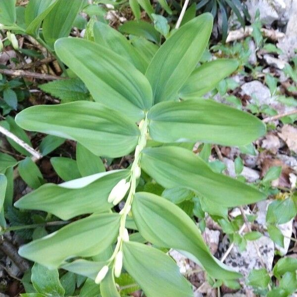 Polygonatum odoratum Leaf