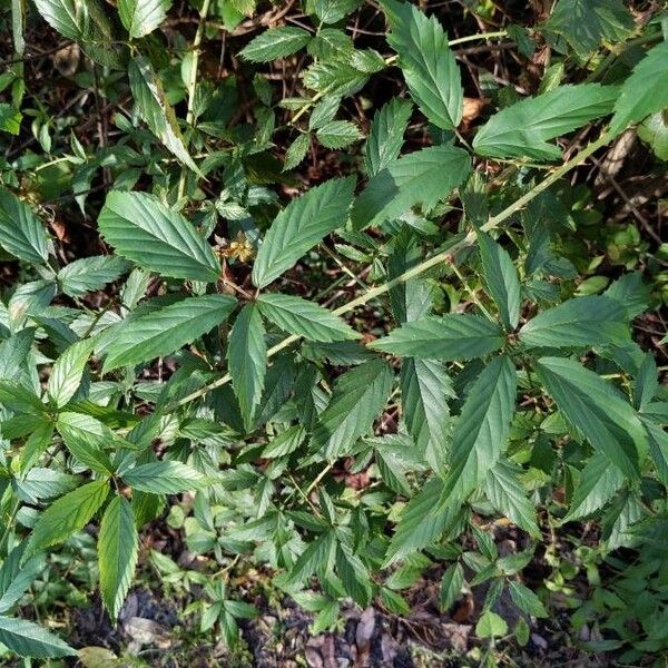 Rubus argutus Leaf