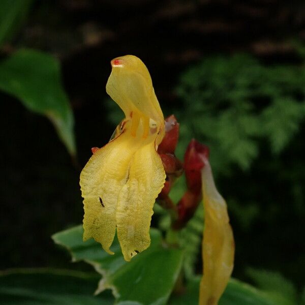 Cautleya gracilis Blomst