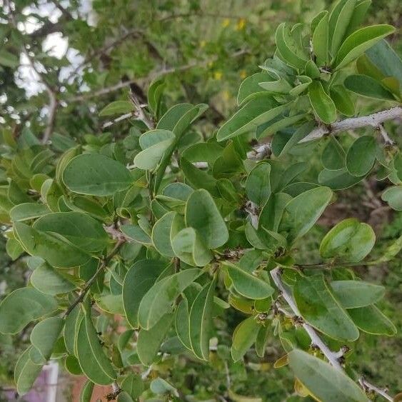 Ximenia americana Frunză