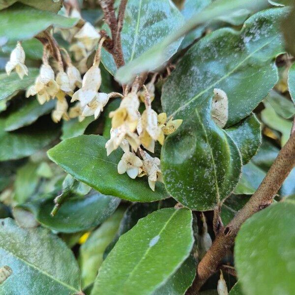 Elaeagnus × submacrophylla ᱵᱟᱦᱟ