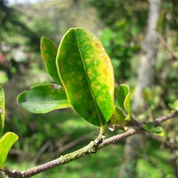 Malpighia emarginata Leaf