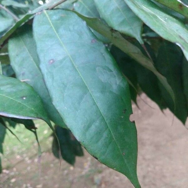 Brownea grandiceps Leaf