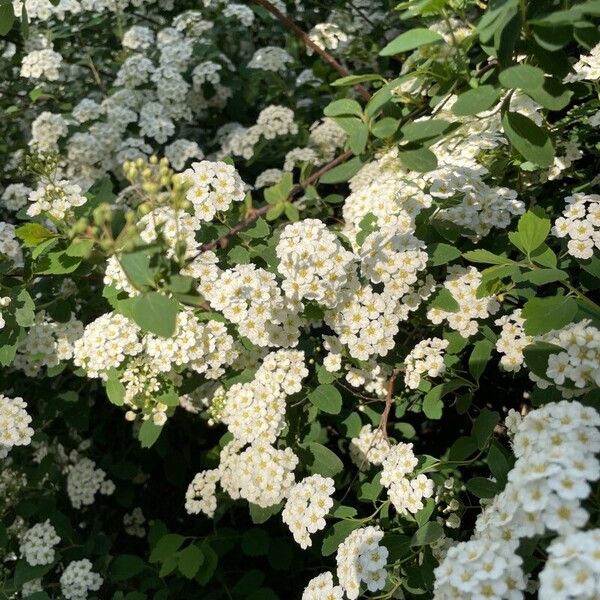 Spiraea chamaedryfolia Blomma