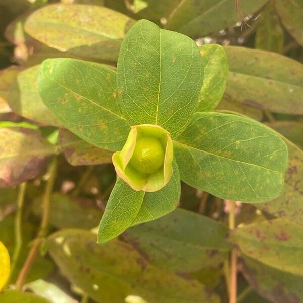 Hypericum calycinum Folio