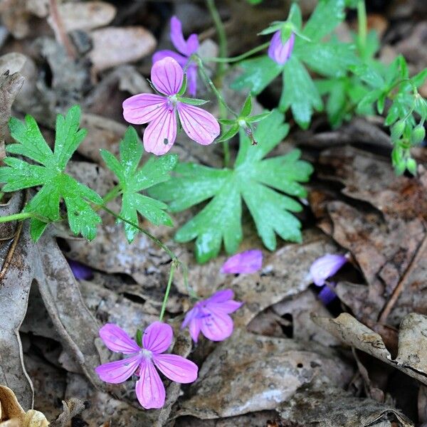 Geranium asphodeloides Bloem