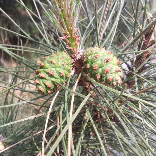 Pinus bungeana পাতা