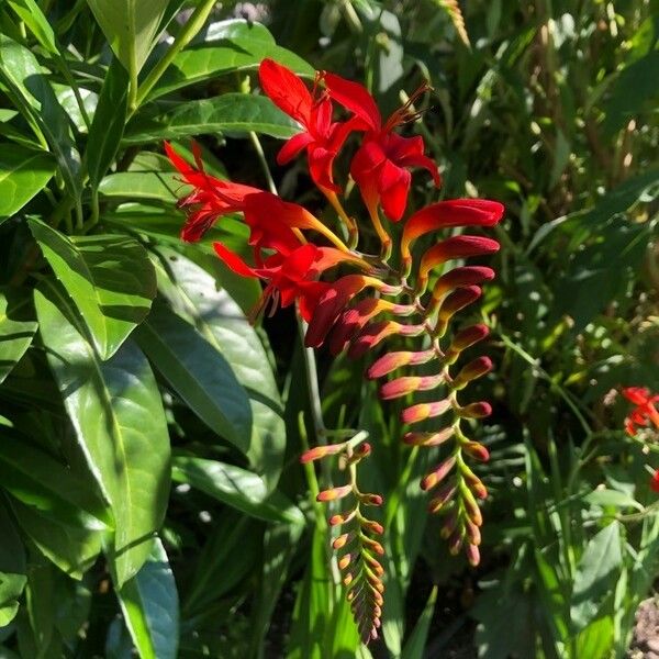 Crocosmia × crocosmiiflora ফুল