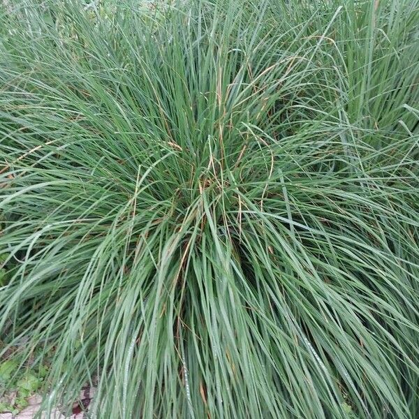 Carex paniculata Blad