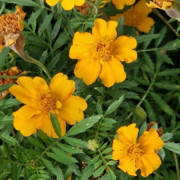 Tagetes tenuifolia Blomma