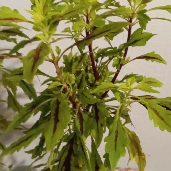 Amaranthus tricolor Fuelha