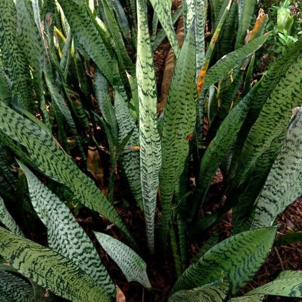 Dracaena trifasciata Hoja