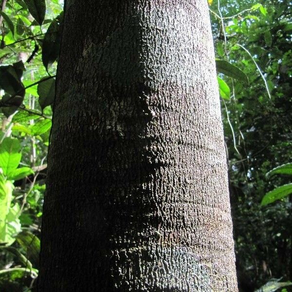 Couepia bracteosa Schors