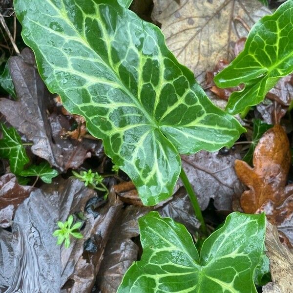 Arum italicum Blatt