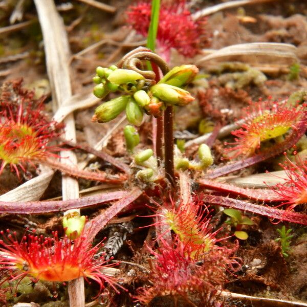 Drosera rotundifolia Virág