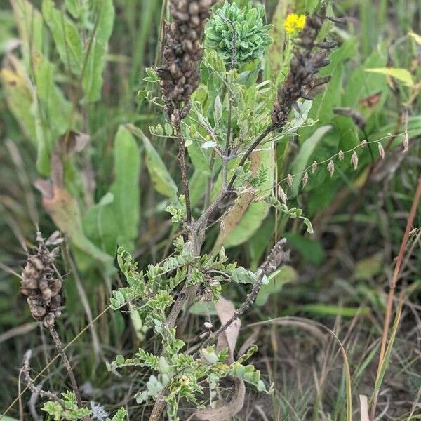 Astragalus canadensis Leaf