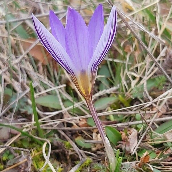 Crocus biflorus Blomma