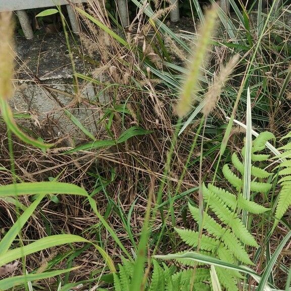 Setaria parviflora Λουλούδι