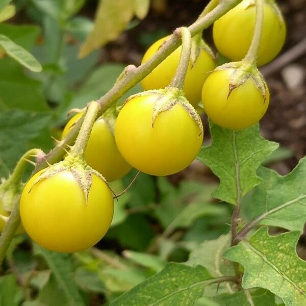 Solanum carolinense Fruit