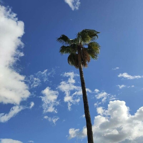 Washingtonia robusta Foglia