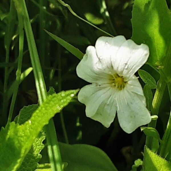 Gypsophila elegans Кветка