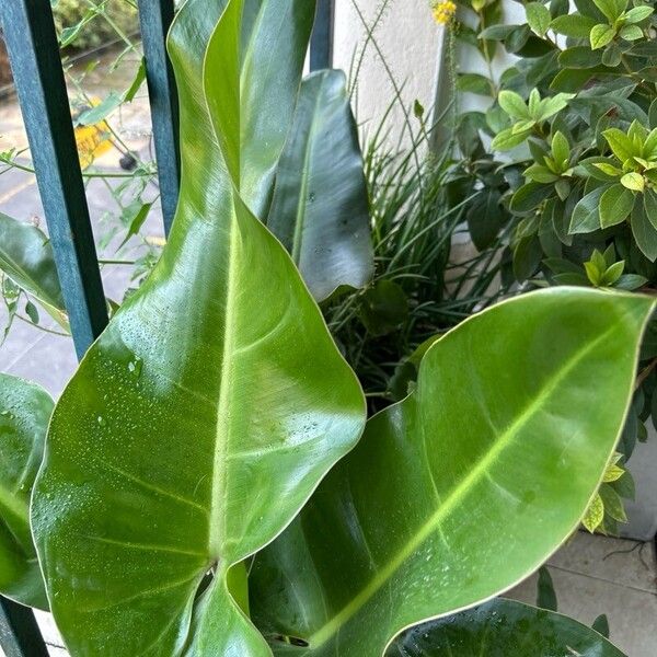 Philodendron martianum برگ