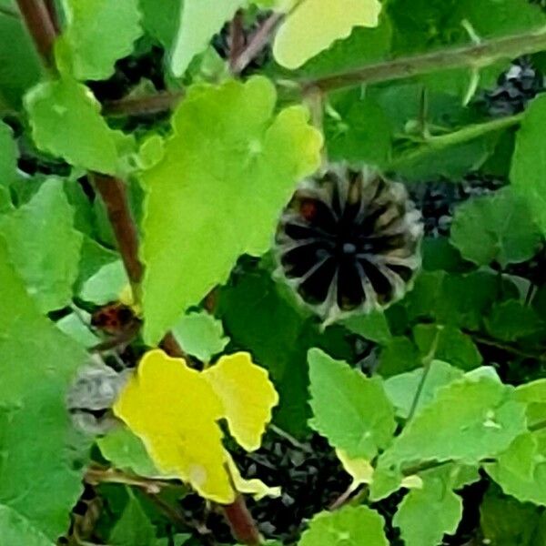 Abutilon indicum ᱡᱚ