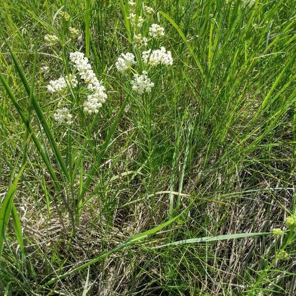 Asclepias verticillata 花