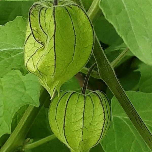 Physalis pubescens Plod