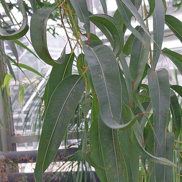 Corymbia citriodora Blad