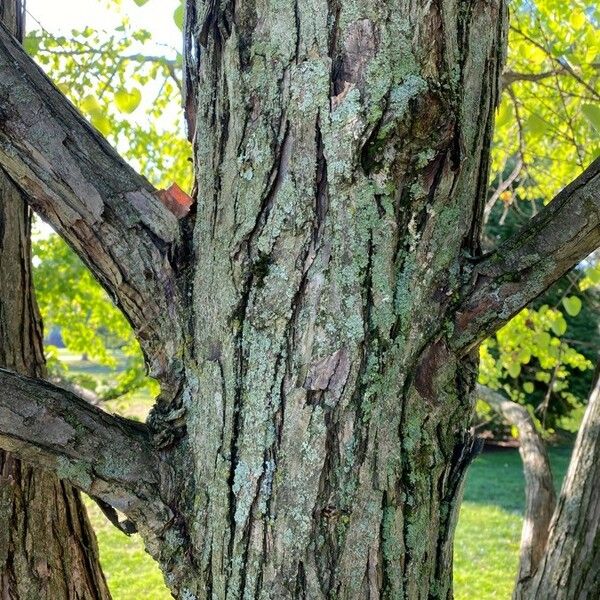 Cercidiphyllum japonicum Schors