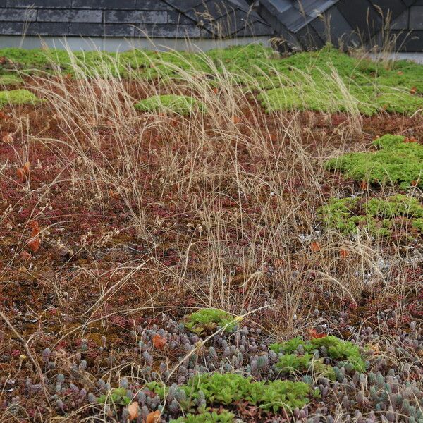 Festuca myuros Habitatea