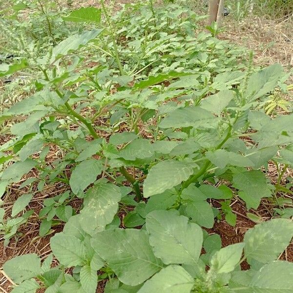 Amaranthus spinosus Leht