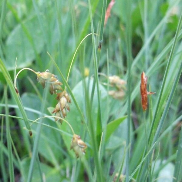 Carex limosa Kvet