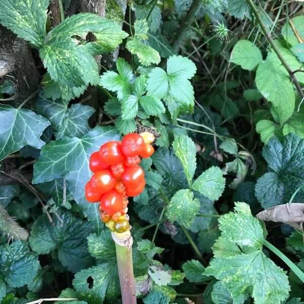 Arum italicum Kwiat