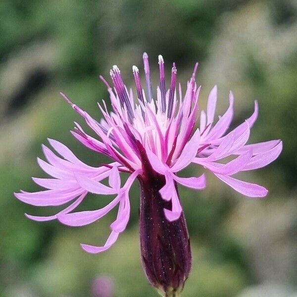 Crupina vulgaris Flor