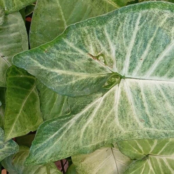 Syngonium podophyllum Liść