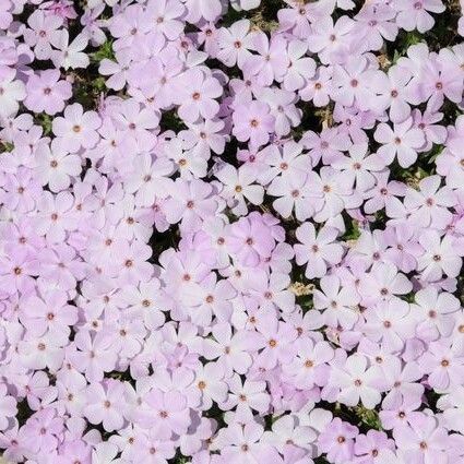 Phlox caespitosa Blomst