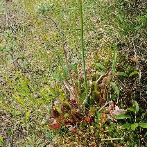 Sarracenia purpurea Květ