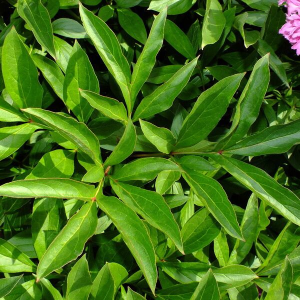 Paeonia lactiflora Leaf