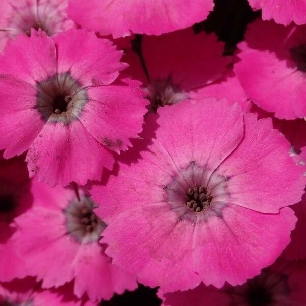 Dianthus pavonius Blomma