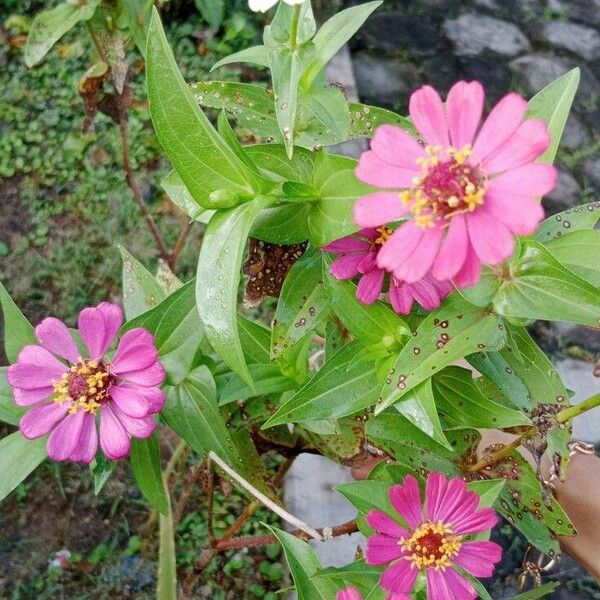 Zinnia peruviana Flower