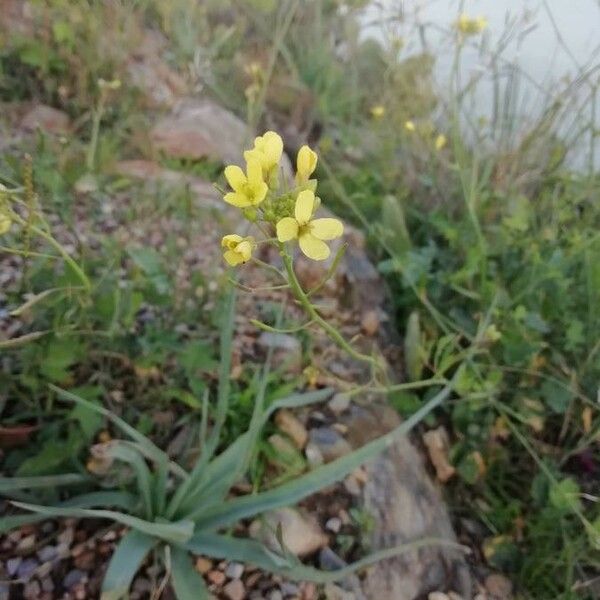 Rhamphospermum nigrum Flower