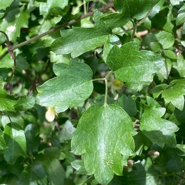 Clematis lasiantha Leaf