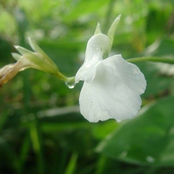 Maranta arundinacea Flower